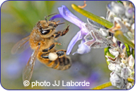abeille butinant une fleur de romarin