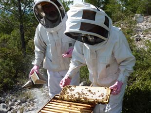 apiculture dans les calanques