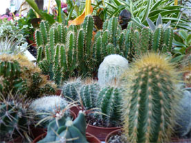 petits cactus