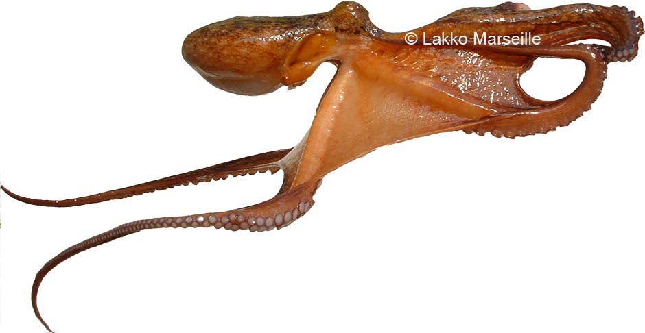 poulpe, Octopus vulgaris
