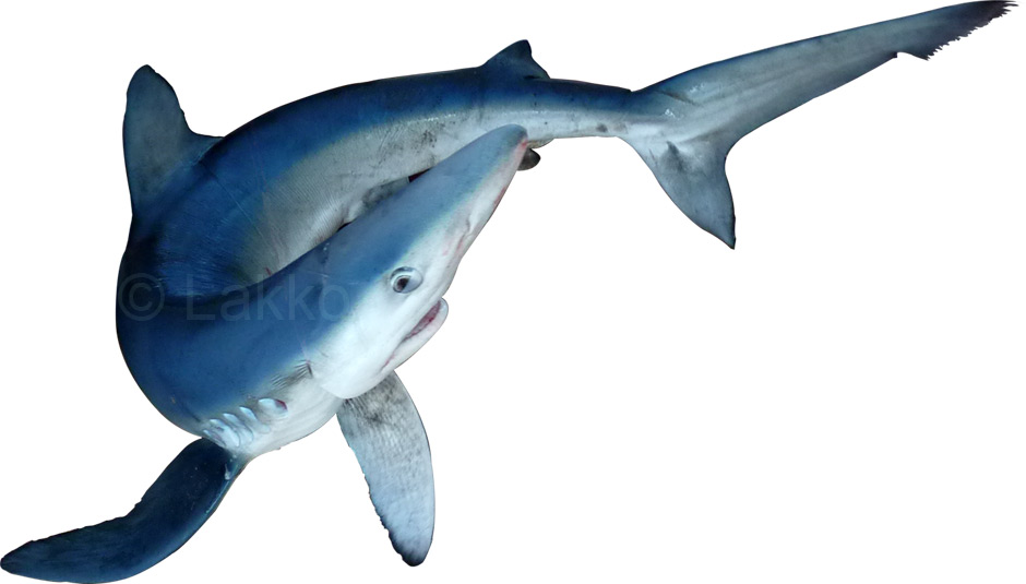 requin peau bleue, prionace glauca