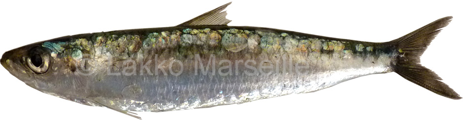 sardine, Sardina pilchardus