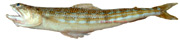 lambert ou poisson lzard - synodus saurus