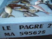 poissons frais pêchés sur l'étal du Pagre 2