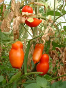 tomates andines cornues