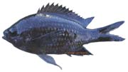 castagnole, chromis chromis