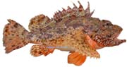 chapon, Scorpaena Scrofa