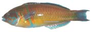 girelle paon, thalassoma pavo
