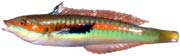 girelle royale, coris julis