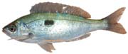 mandoule, spicara maena