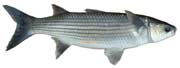 muge lippu, chelon labrosus