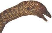 murne, muraena helena