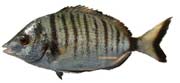 sar pointu, diplodus puntazzo