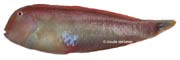 rason xyrichtys novacula 