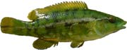 labrus viridis, verdao, labre vert