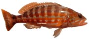 serran, sarran, Serranus cabrilla