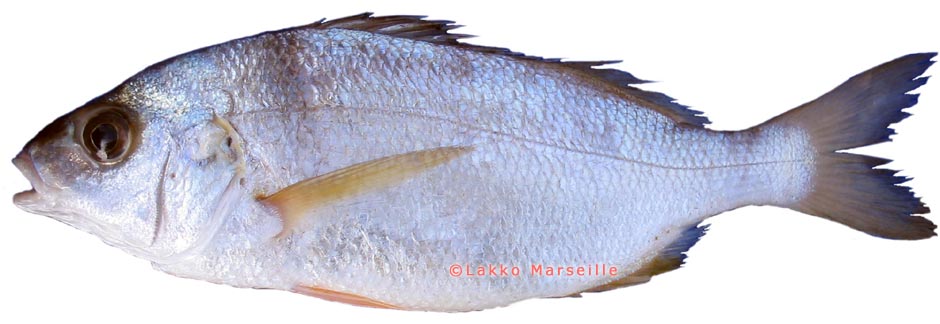 pagel acarne, pagellus acarne, Sparus axilaris
