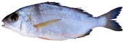 pagel acarne, pagellus acarne, Sparus axilaris