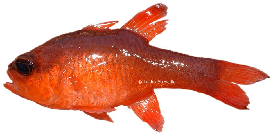 apogon imberbis