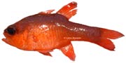 apogon imberbis