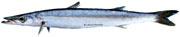 barracuda sphyraena sphyraena 