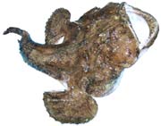 Lophius piscatorius, baudroie, lotte