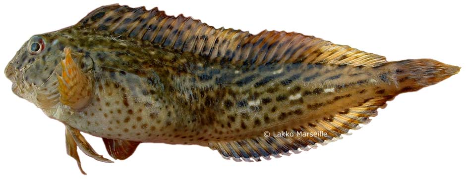 bavarelle Parablennius sanguinolentus