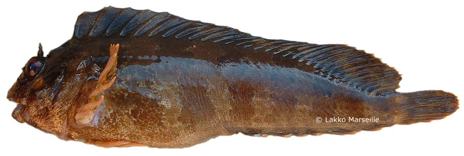 bavarelle, blennie