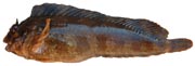 bavarelle ou blennie