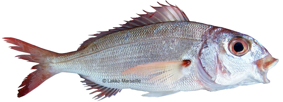 beaux yeux, pagellus acarne