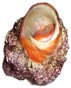 biou, turbo, astralium rugosum
