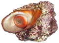 biou, turbo, astralium rugosum, astraea rugosa