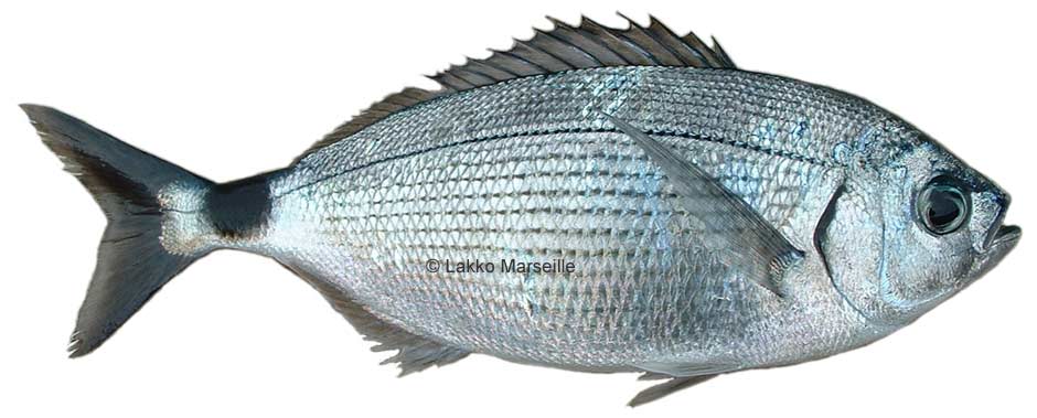 blade, oblade, oblada melanura