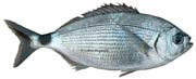 blade, oblade, oblada melanura