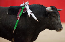bloodless corrida