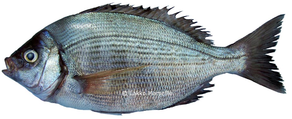 spondyliosoma cantharus, canthe, tanude, dorade grise