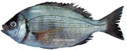 spondyliosoma cantharus, canthe, tanude, dorade grise