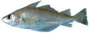 capelan, Trisopterus minutus
