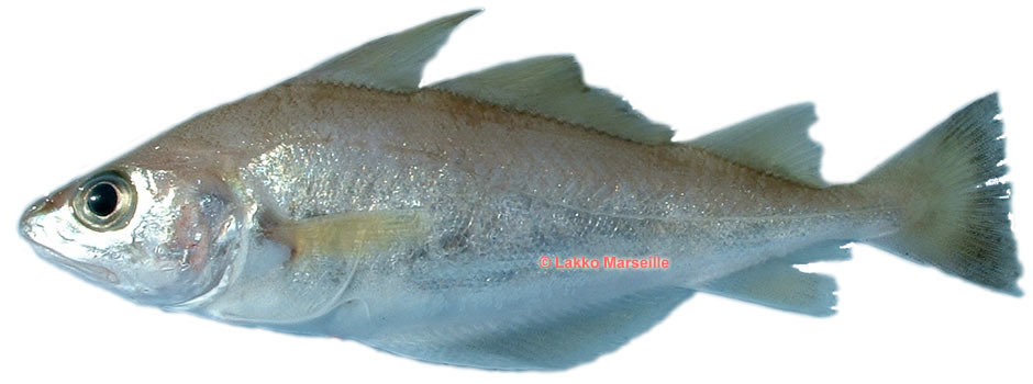 capelan, Trisopterus minutus