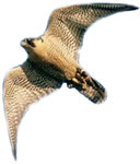 faucon plerin
