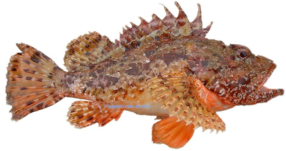 chapon, Scorpaena Scrofa