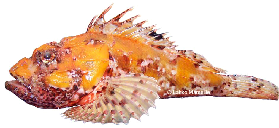scorpaena scrofa, chapon orange