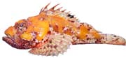 chapon orange, scorpaena scrofa 