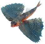 grondin stri, dactylopterus volitans