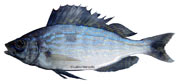 chuscle,  spicara maris