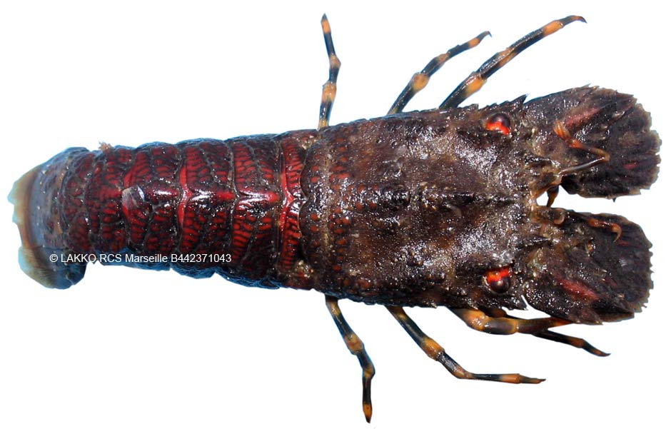 cigale de mer, scyllarus arctus