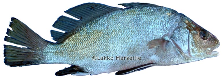 corb, Sciaena umbra