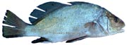 corb, Sciaena umbra