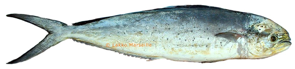 coryphne, Coryphaena hippurus
