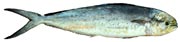 coryphne, Coryphaena hyppurus